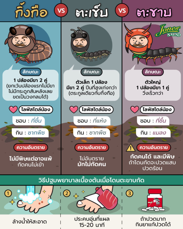 กิ้งกือ ตะเข็บ ตะขาบ ต่างกันยังไง.jpg