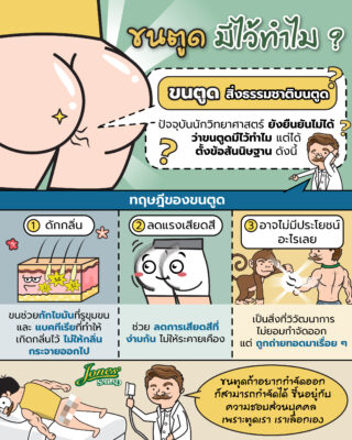 ขนตรงตูดมีไว้ทำไม.jpg