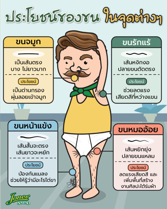 ประโยชน์ของขนในจุดต่าง ๆ.jpg