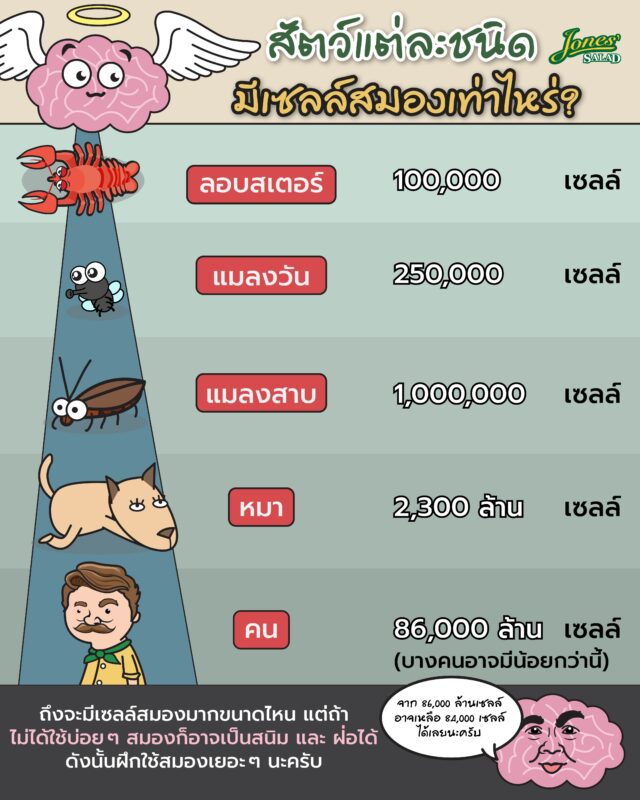 สัตว์เหล่านี้มีเซลล์สมองเท่าไหร่.jpg