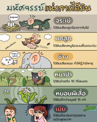 มหัศจรรย์แห่งการได้ยังของสัตว์ต่างๆ.jpg