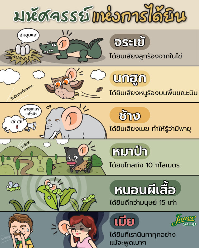 มหัศจรรย์แห่งการได้ยังของสัตว์ต่างๆ.jpg